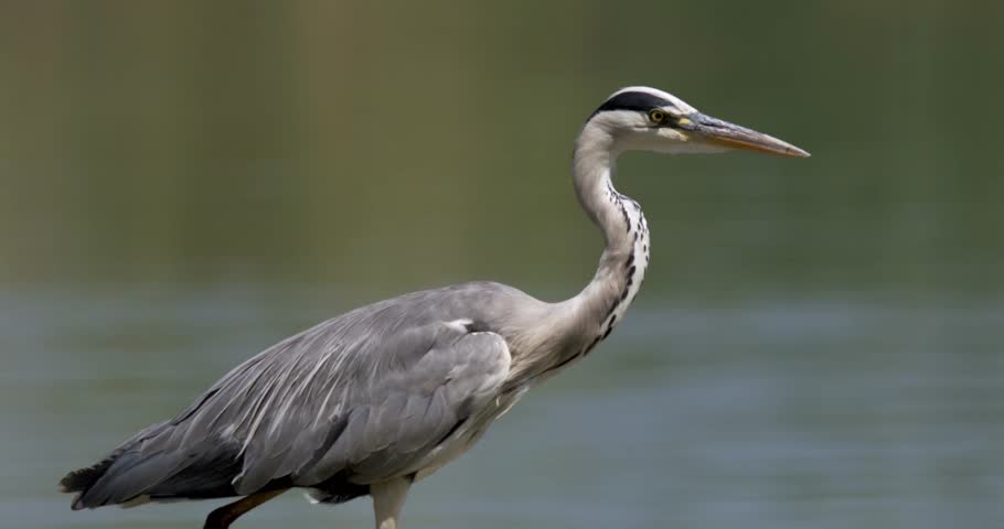 A heron stands at the water’s edge, looking around its environment. The bird has gray feathers and a long neck, with a calm water background.