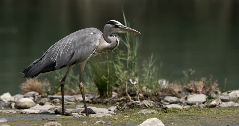Heron moves slowly on rocks along a riverbank. Close view shows details of its steps and the surrounding vegetation. Water flows gently in the background.