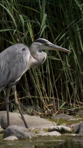 A heron moves carefully by the water