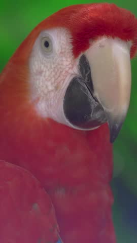 scarlet macaw parrot head close up look around turn beak in green jungle nature vivid exotic wildlife vertical reel stock video