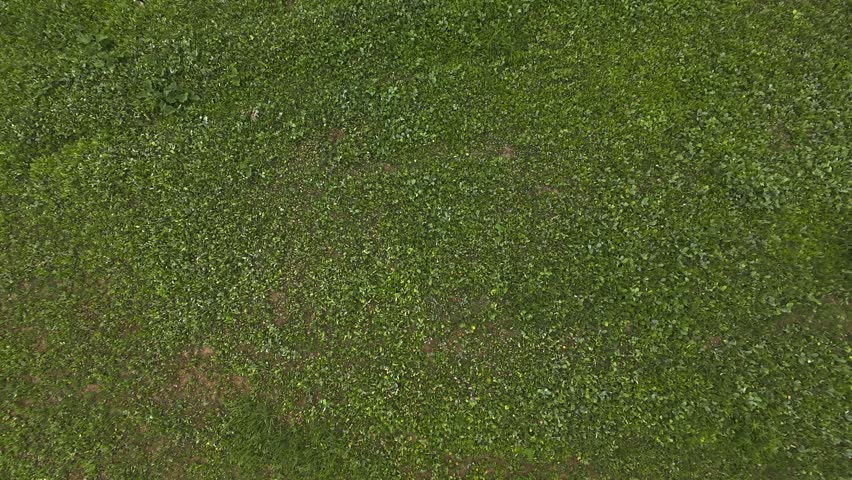 Top down aerial shot descending slowly over vibrant green clover crops and thick vegetation growing on a rural wildlife food plot in Milton Ontario.