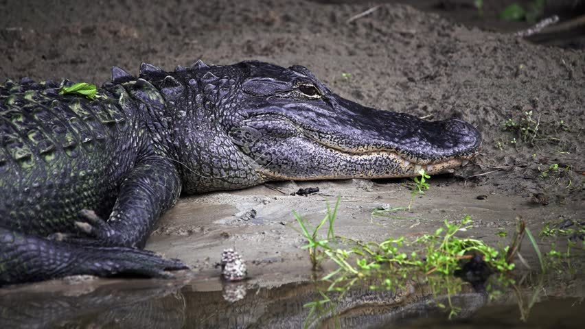 Closeup of a large american alligator resting on a muddy bank. The powerful predator lies still, partially submerged in the murky water
