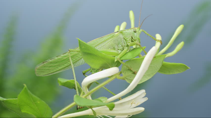 Large, vivid green bush-cricket female long-winged form on honeysuckle flower petals and leafs in sunny outdoor. Close-up of big vibrant grasshopper on white and yellow buds and green leaves