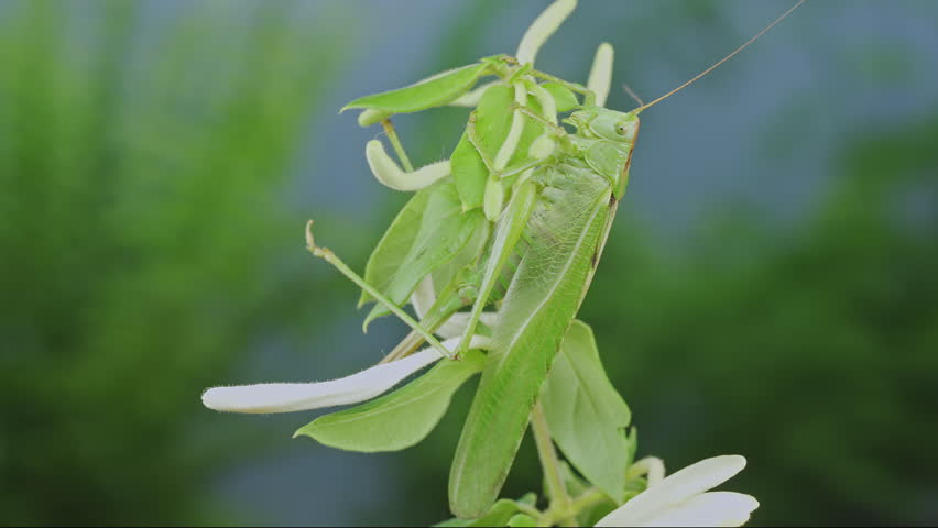 Zooming in: bright green bush-cricket female sits on honeysuckle yellow and white flowers against blurred blue green background. Big grasshopper on fresh flower buds and bright green leaves