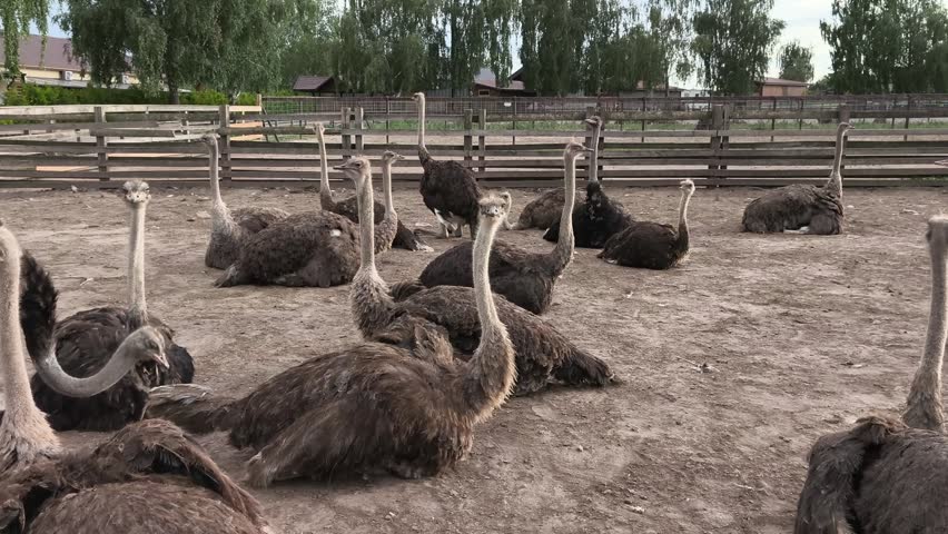 Adult ostriches gathered inside a farm enclosure during daytime. Herd of large flightless birds resting on a rural ostrich farm in natural outdoor surroundings.
