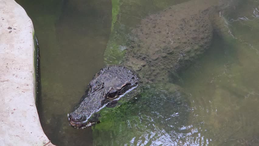 African Dwarf Crocodile Floating in Shallow Water Pool