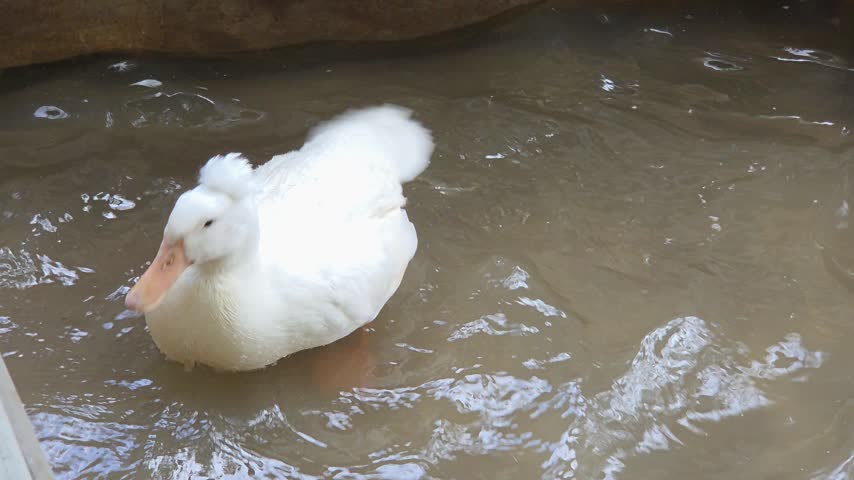 White Crested Duck Swimming in Water	
