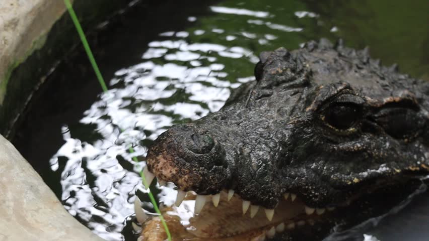 Close Up Shot of African Dwarf Crocodile Head Emerging from Water in Enclosure Catching Fish from Bait	
