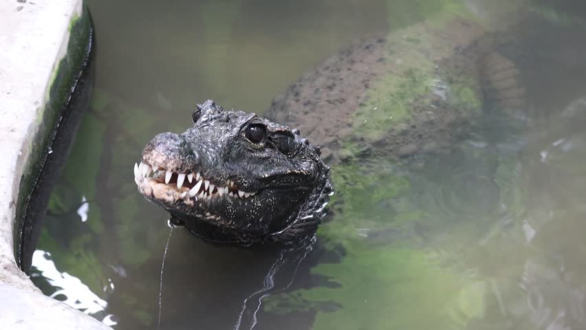 African Dwarf Crocodile in a Pond Trying to Catch a Fish from Bait	
