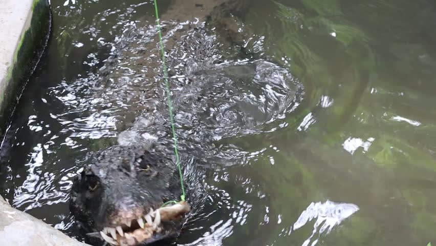 African Dwarf Crocodile in Water Catching Fish from Bait	

