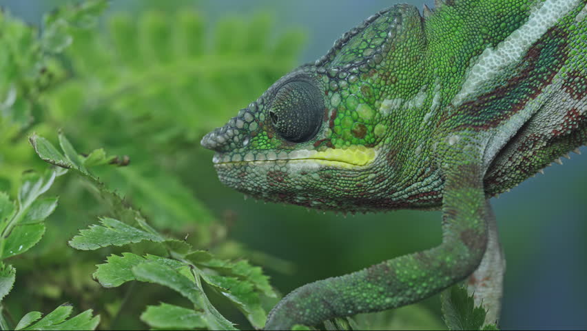 Macro close up of vivid green panther chameleon dragon focusing on fresh fern foliage and looking around in soft-focus green blue background. Detailed portrait of vibrant panther chameleon.