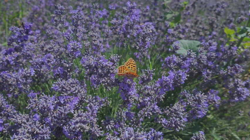 Silver-washed fritillary butterfly (Argynnis paphia) resting on purple lavender flowers with flying honeybees on sunny summer day. Bright butterfly and bee on violet Lavandula flowers