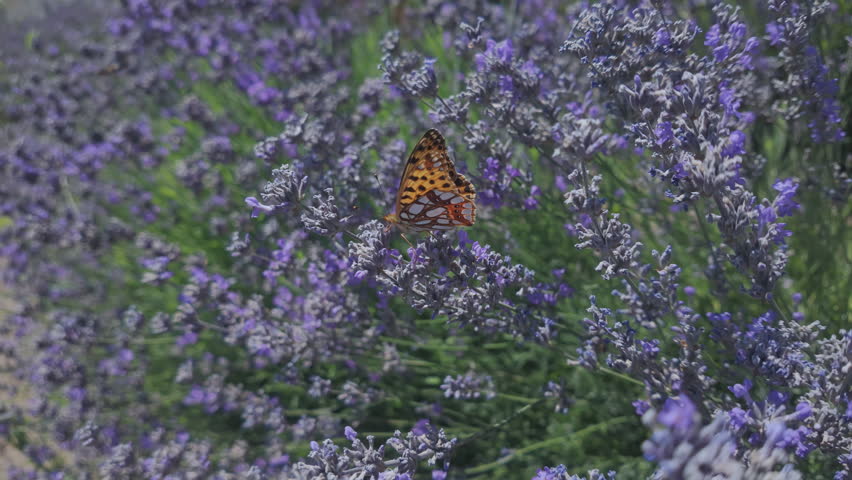 Macro view of silver-washed fritillary butterfly drinking nectar from vibrant purple Lavandula angustifolia blossoms with green foliage background, slow motion.