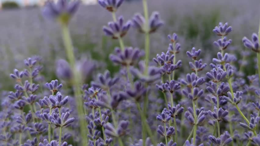 Close-up of beautiful blooming purple lavender flowers in a sunny field or garden
