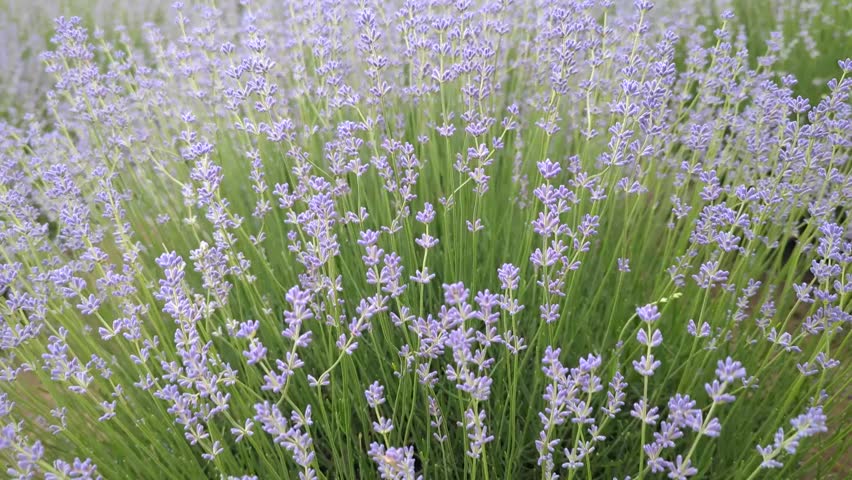 Close-up of beautiful blooming purple lavender flowers in a sunny field or garden