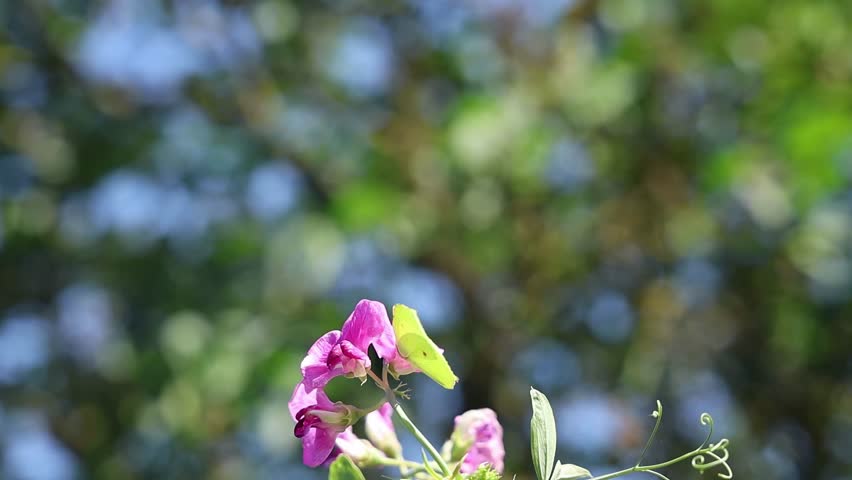 Lemon yellow common brimstone butterfly pollinating a purple flower and flying away in slow motion