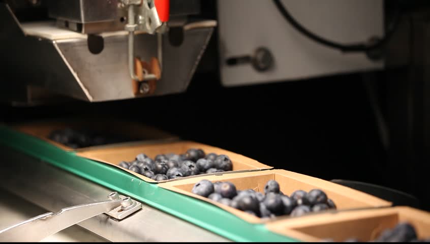 Close up of an automated machine filling eco-friendly cardboard boxes with fresh blueberries