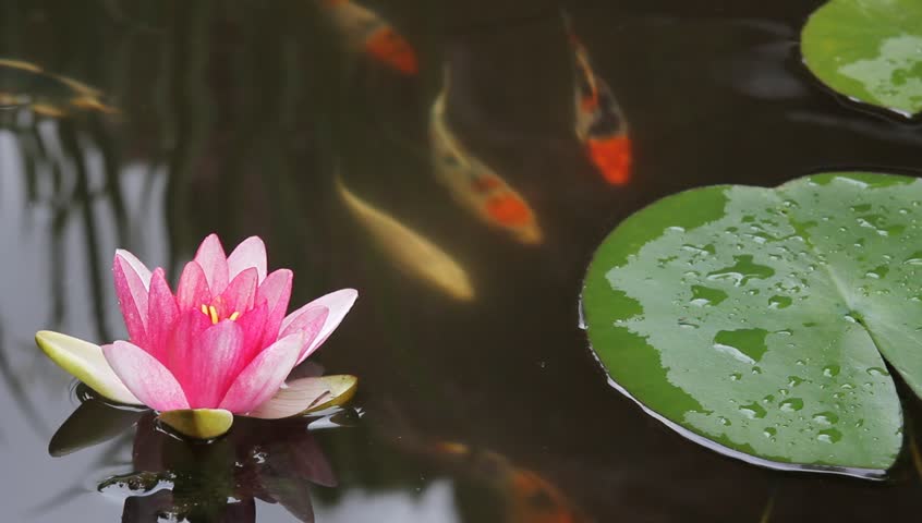 Koi Fish Swimming in Garden Water Pond with Water Lily Flower Blooming and Green Lily Pads 1920x1080 Royalty-Free Stock Footage #4146142