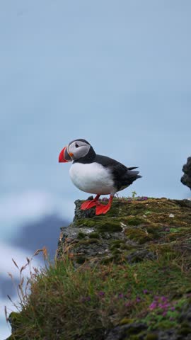 Puffin perched on rocky moss-covered outcrop against blue sky. Iceland coastal wildlife. Bird displays distinctive orange beak and red feet