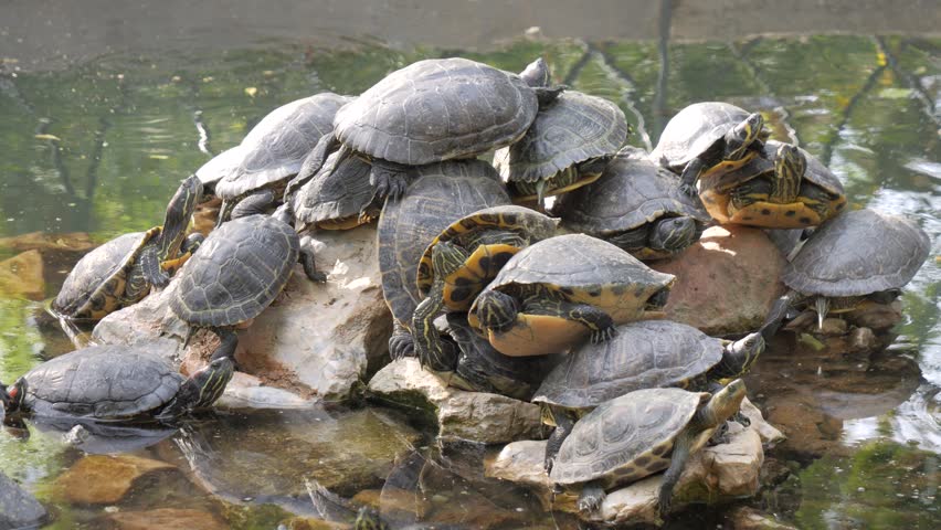 A large group of terrapin turtles sunbathing on rocks in a peaceful pond at the National Garden in Athens, Greece.