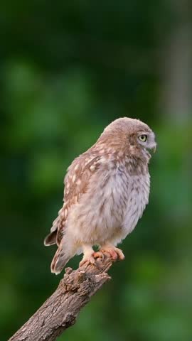 Close up profile view of an alert little owl leaning forward in a hunting posture on a textured tree branch against a blurred dark green background