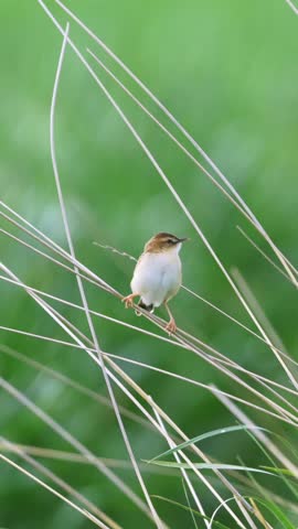 Close up of a cute small wild bird holding nesting material in its beak while balancing on thin dry grass stems against a vibrant blurred green background