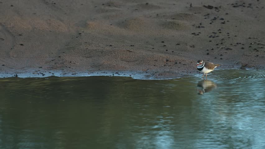 A Three-banded Plover walks through shallow water, carefully searching for food along the water