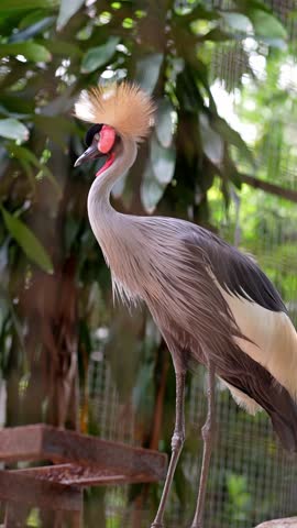 side portrait of grey crowned crane deep cleaning its left feathers inside the cage, bird preening time
