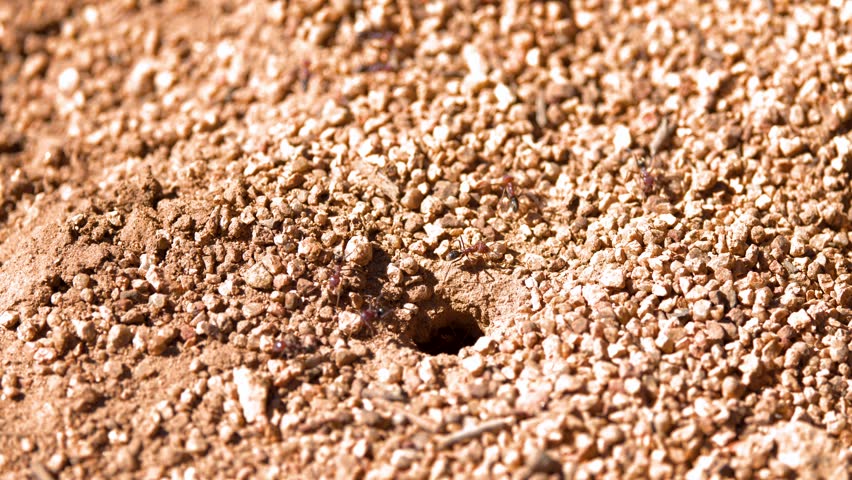 Close-up of ants entering and exiting a ground nest in Warrumbungle National Park, Australia.