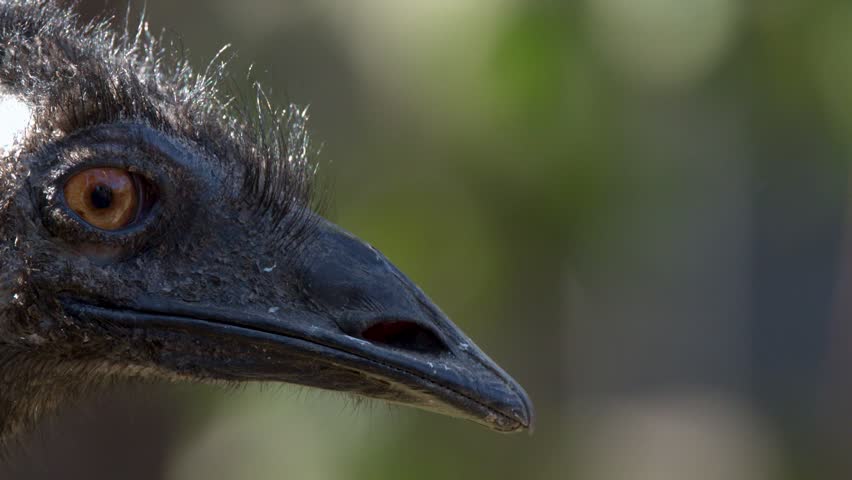 Detailed profile shot of an emu