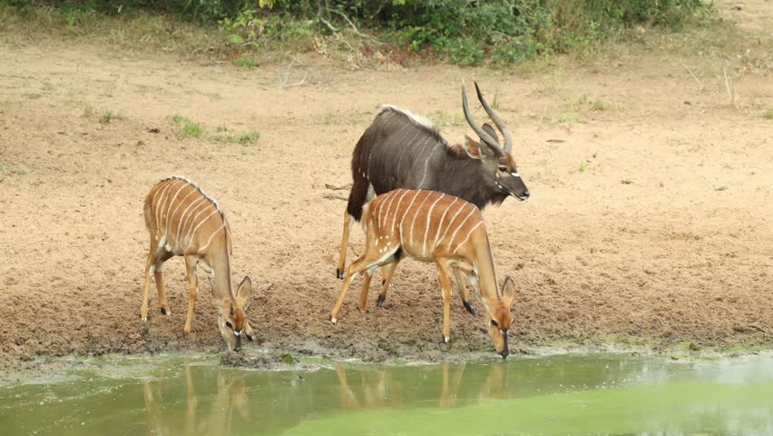 A male and female nyalas arrive at a waterhole for a drink in Mkhuze Game Reserve.
