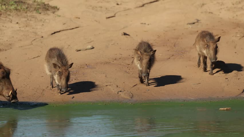 A female warthog and her three piglets arrive at the waterhole for a drink, Mkhuze Game Reserve, South Africa.