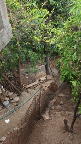 Chickens and Dog Resting in Garden Shade Under Trees