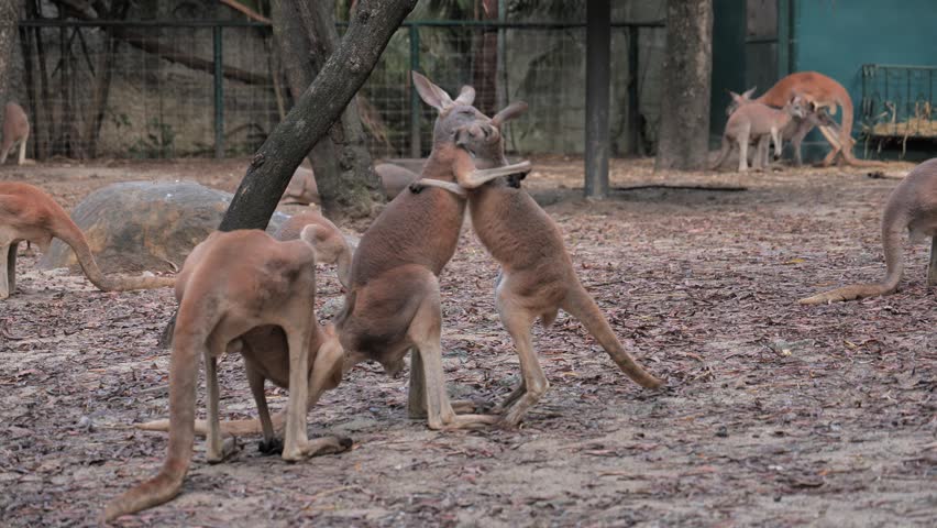 Two kangaroos stand upright and grapple with each other in an outdoor wildlife enclosure while several other kangaroos remain nearby. The footage captures kangaroo boxing, sparring, social interaction, competition and dominance behavior among Australian marsupials.