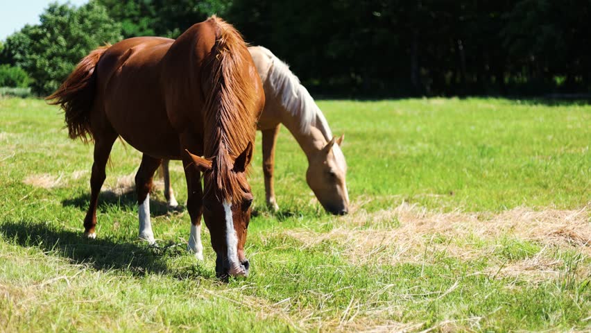 Two horses are grazing on green grass in a sunny field.