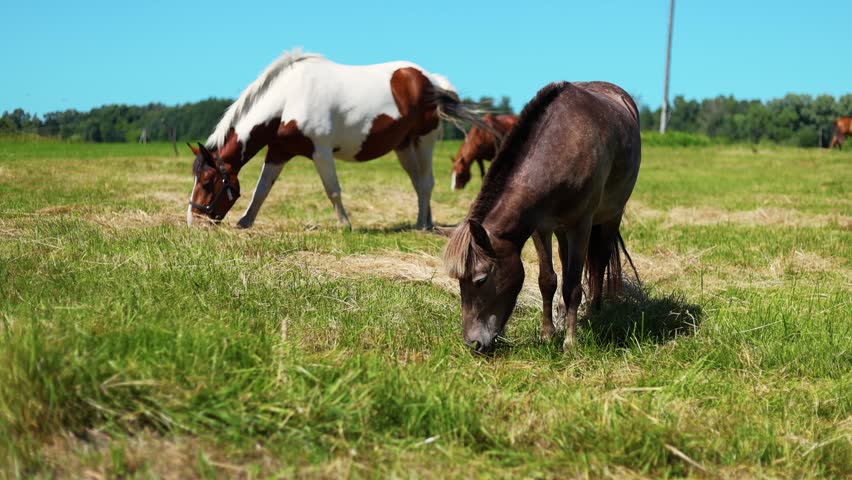 Two horses are grazing on green grass in a sunny field.