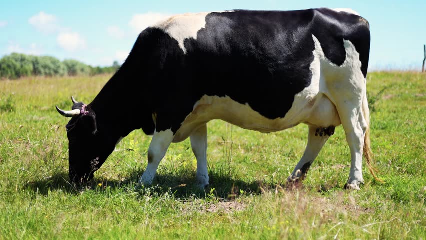 A cow is eating grass in a large green field under a bright blue sky. The sun shines down on the cow as it enjoys its meal.