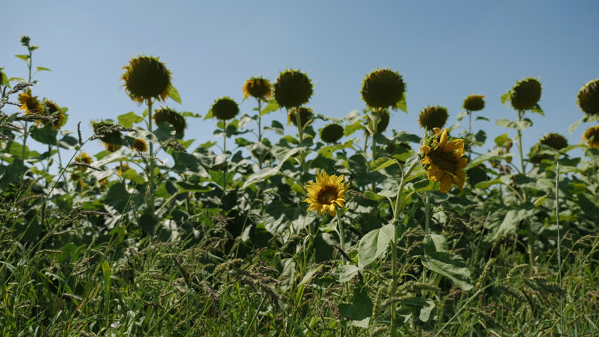 Handheld close-up shot of two small sunflowers with tall, large and ripe sunflowers towering above them in the background.