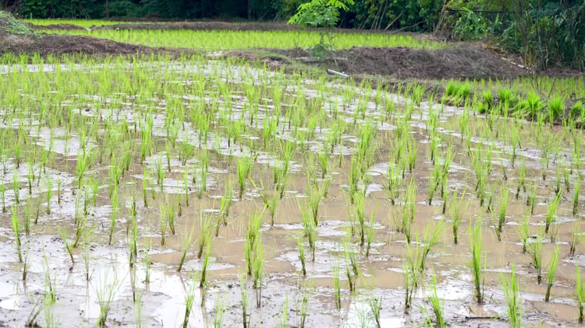 Young rice seedlings planted in rows across a flooded paddy field, representing traditional agriculture, rural farming, and rice cultivation.