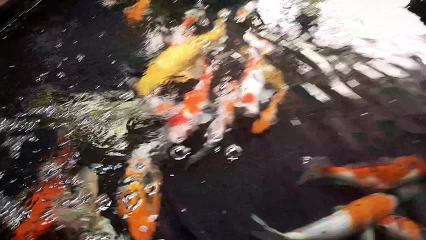 Colorful Koi Fish Swimming In Pond Close Up Video