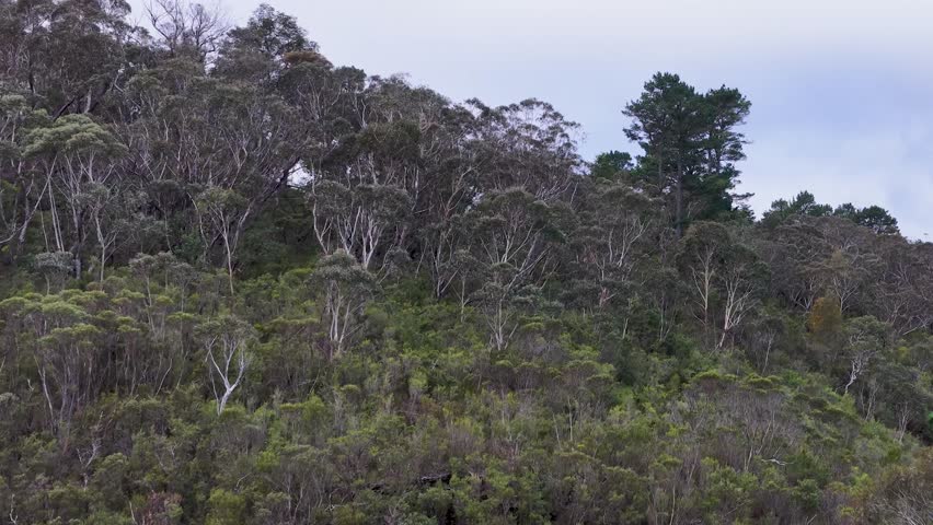 Wide panning shot of native Australian bush and eucalyptus trees in Wentworth Falls, Australia.