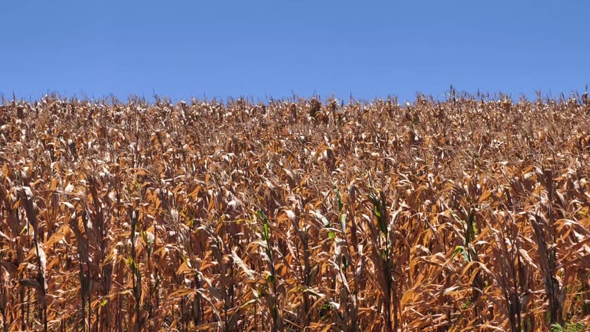 Detailed view of a withered cornfield showcasing rich textures of dried golden husks and stalks creating a sea of rustling gold, End-of-season panorama of a parched maize field, capturing the atmospheric transition from abundance to rest