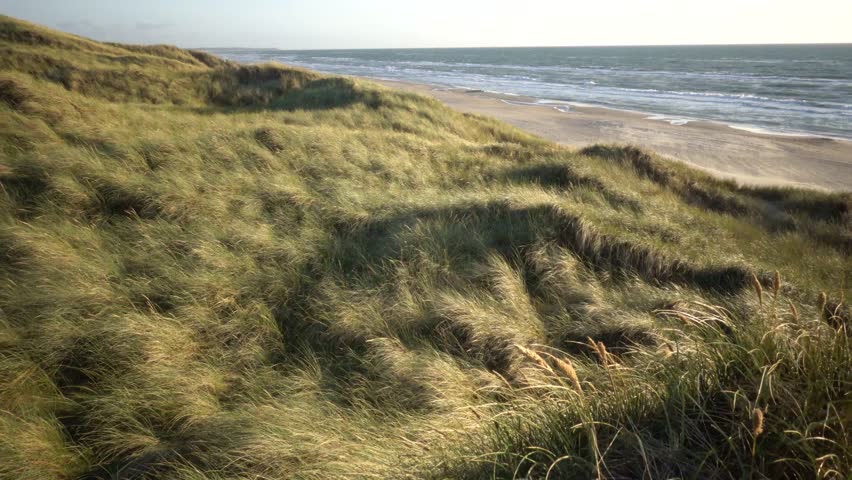 Hirtshals, Denmark A North Sea beach and dune landscape with grasses at sunset.  