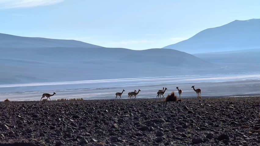 A group of wild vicunas running and chasing each other over the black soil in the Bolivian Altiplano near Laguna Colorada with volcanoes in the background.