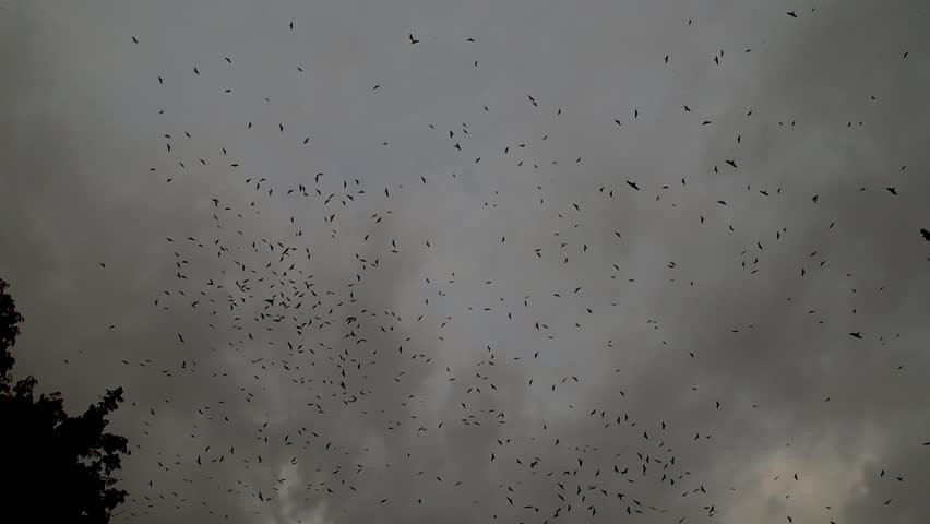 Large flock of birds flying and circling together against a cloudy overcast sky