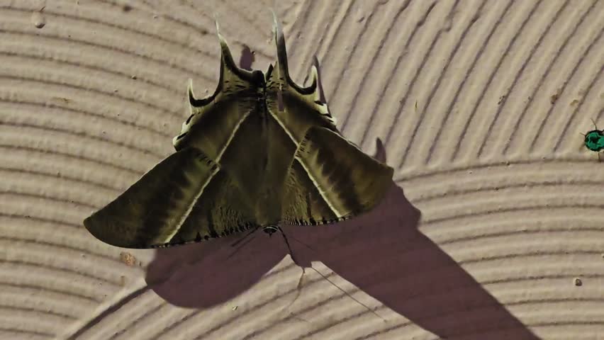 A large tropical swallowtail moth (Lyssa zampa) clings to a rough wall surface, its broad, triangular wings flapping and swaying violently from side to side as strong gusts of wind buffet it. The moth’s elongated hindwing tails and distinctive dark-and-white banded pattern are clearly visible, adding a dramatic, dynamic feel to the scene.