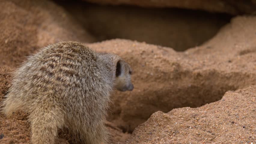 A suricate stands upright on alert before digging in a sandy burrow in Dubbo, Australia.