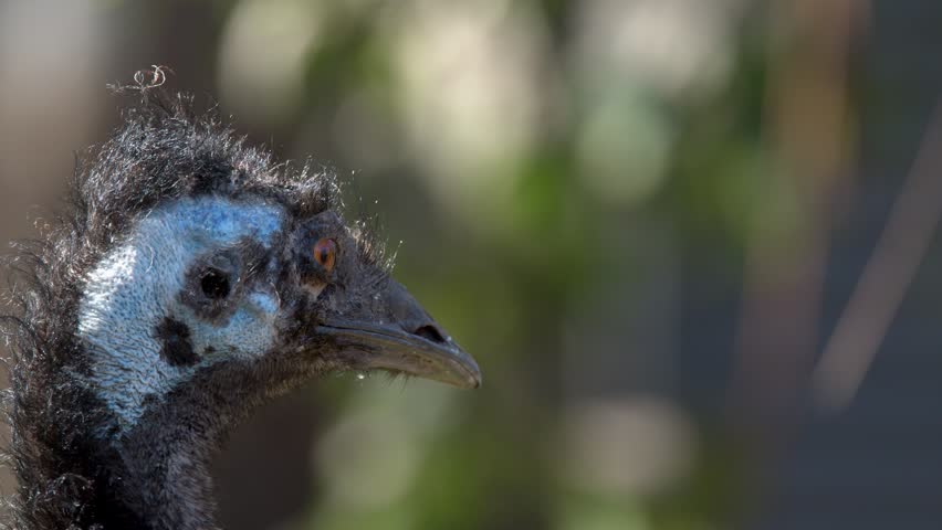 Detailed profile shot of an emu head with blue skin and dark feathers in Sancrox.