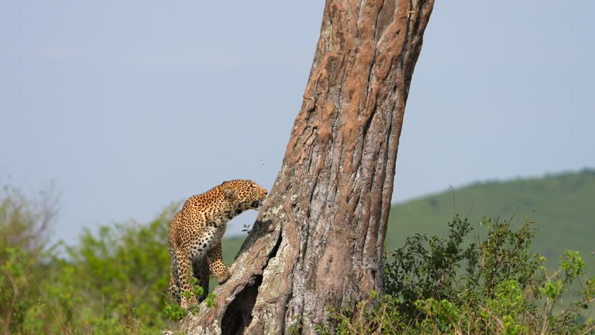 African Leopard Climbing an Acacia Tree in Maasai Mara National Reserve Kenya