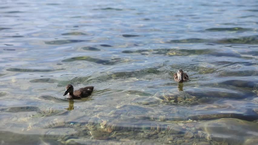 Two ducks swim in clear shallow water with a visible pebbly bottom, light ripples, and natural highlights that emphasize the serenity of the aquatic habitat.